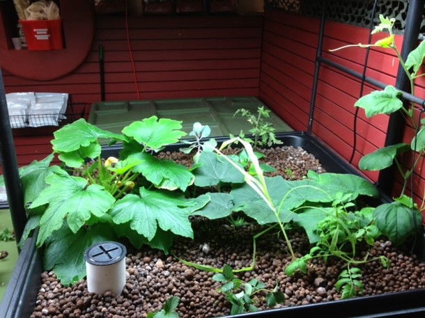 ... Food Systems: Fish-Powered Aquaponic Gardens | Self-Sufficiency