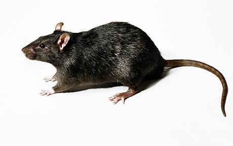 PHOTOSPEED10NG / Animal Rodent Rat
